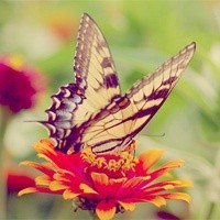 Photo:  Butterfly 13